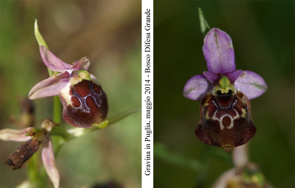 Ophrys-celiensis---3.jpg