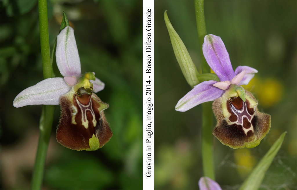 Ophrys-cinnabarina---5.jpg