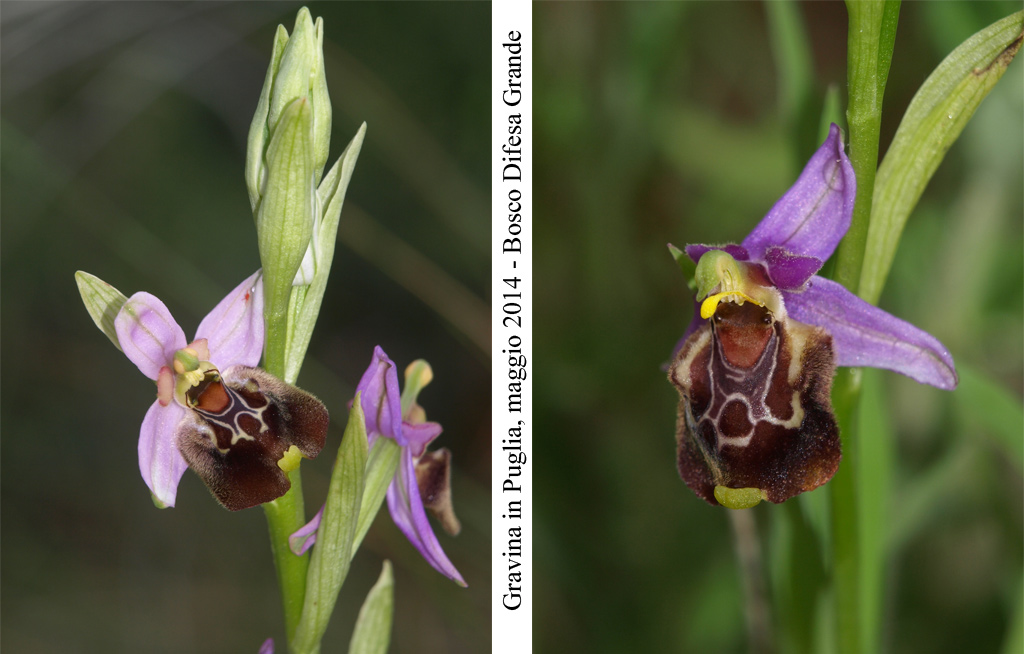 Ophrys-cinnabarina---4.jpg