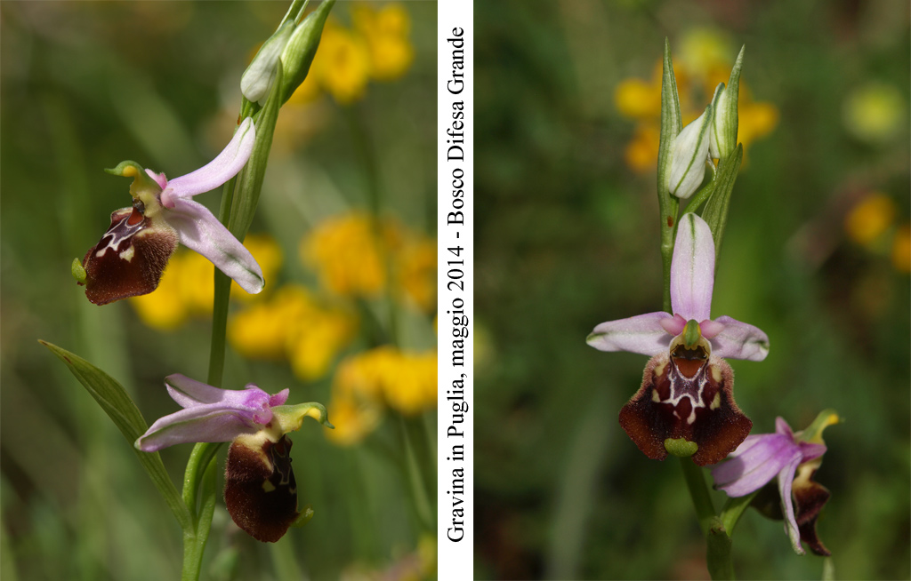 Ophrys-cinnabarina---3.jpg