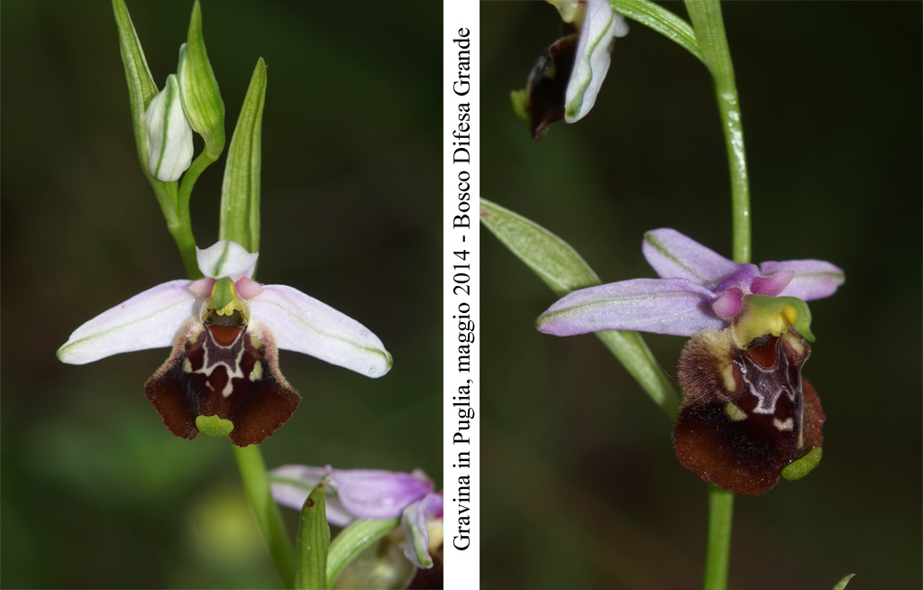 Ophrys-cinnabarina---2.jpg
