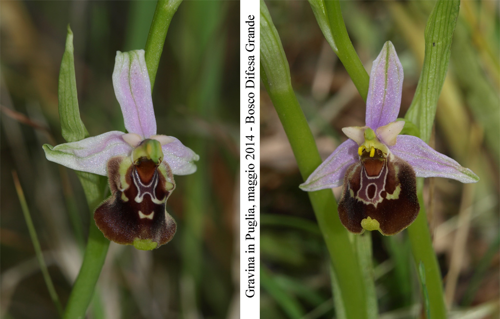 Ophrys-cinnabarina---7.jpg