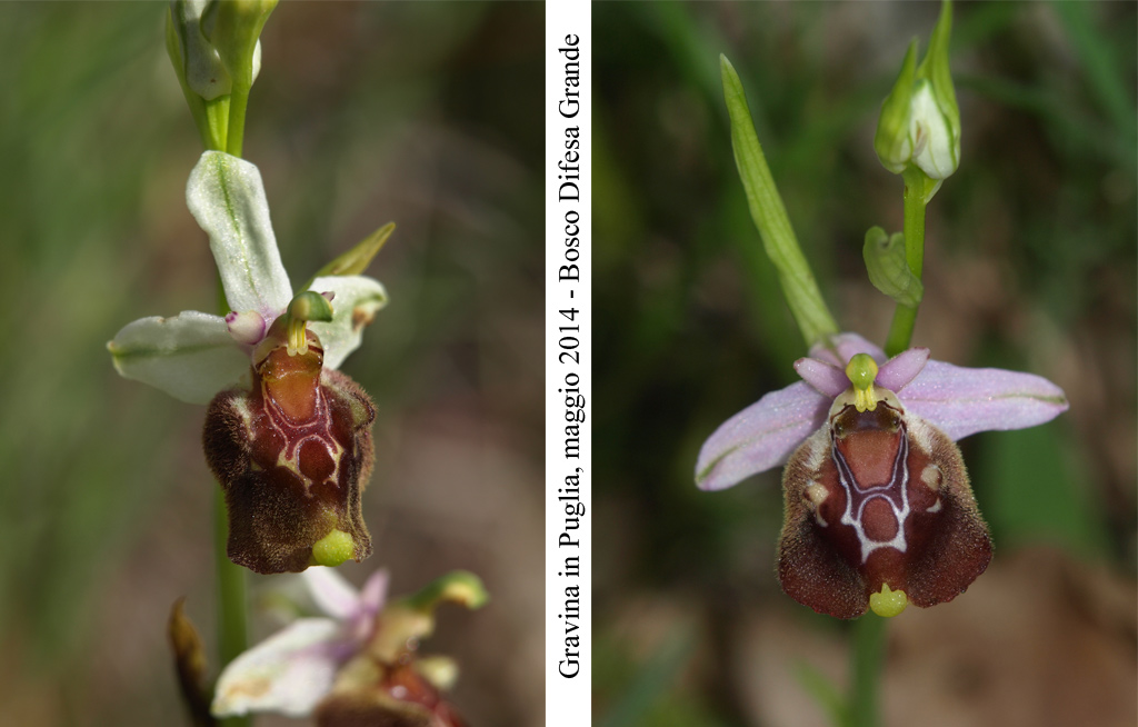 Ophrys-cinnabarina---6.jpg