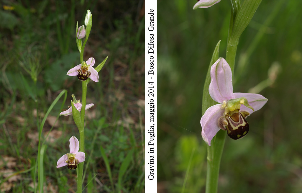 Ophrys-apifera-4.jpg