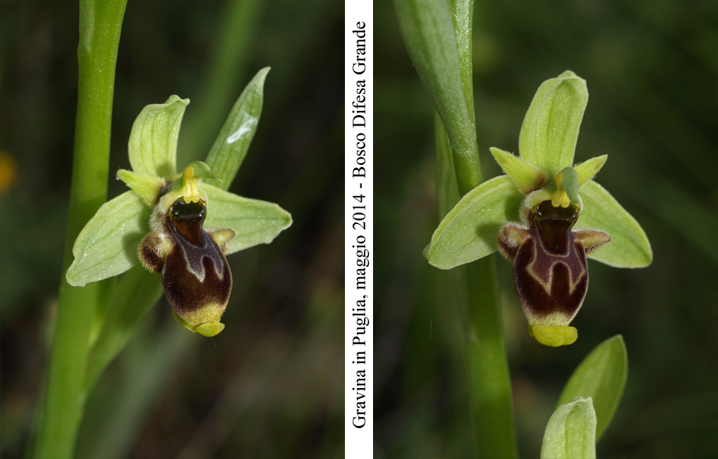 Ophrys-conradiae---5.jpg