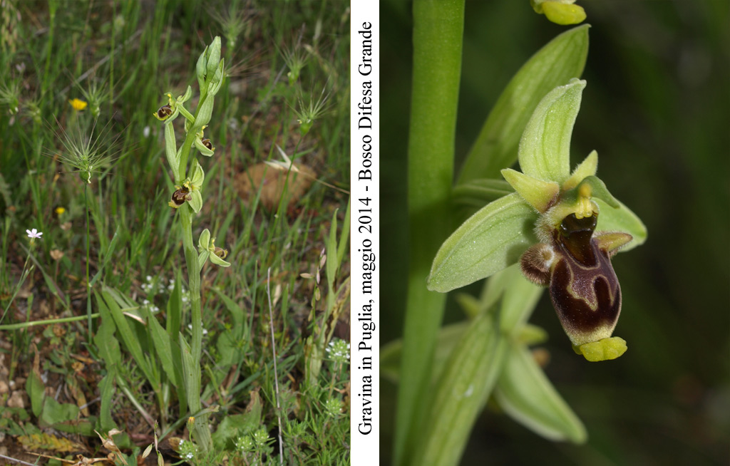 Ophrys-conradiae---4.jpg