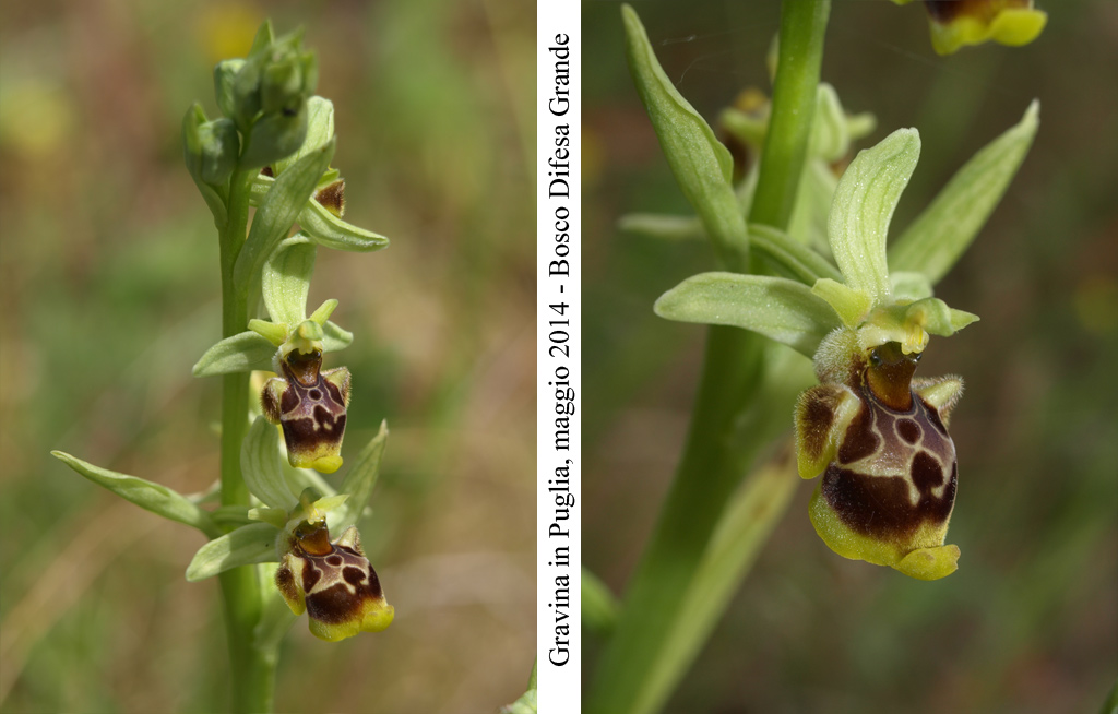 Ophrys-conradiae---3.jpg