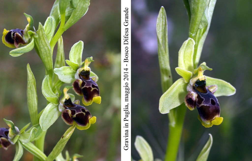 Ophrys-conradiae---2.jpg
