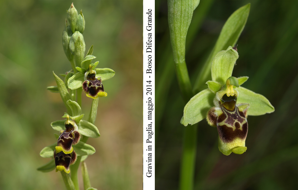 Ophrys-conradiae---1.jpg
