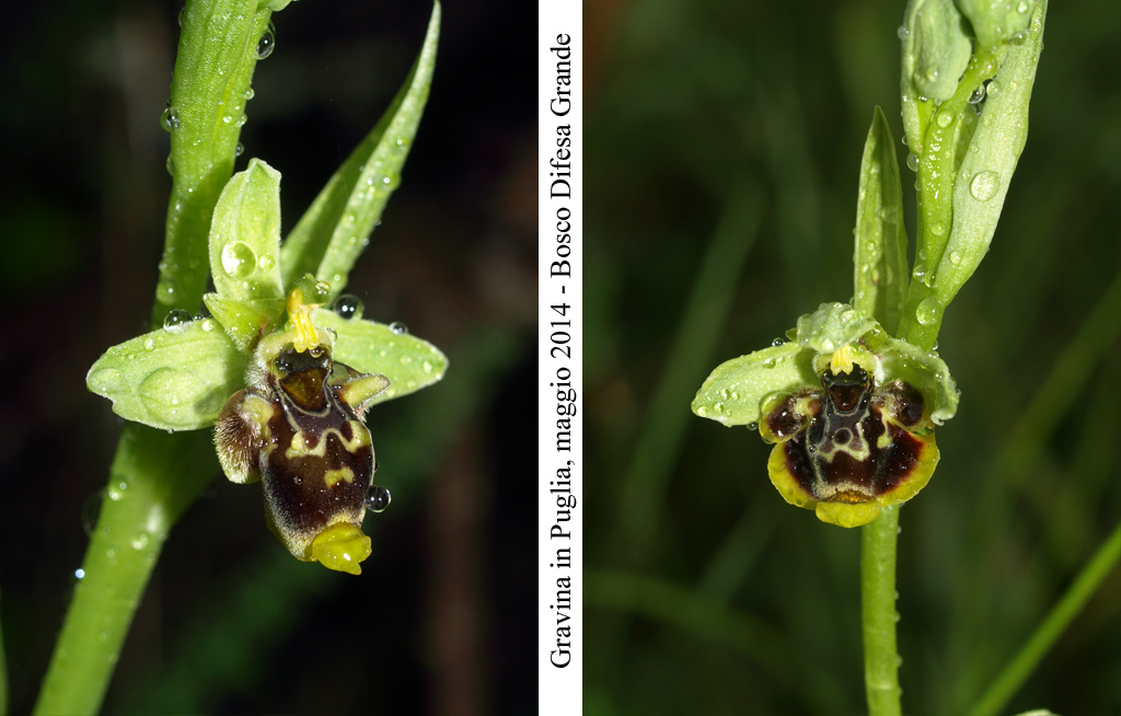 Ophrys-conradiae---10.jpg