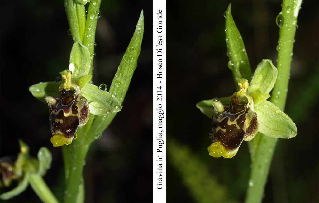 Ophrys-conradiae---9.jpg