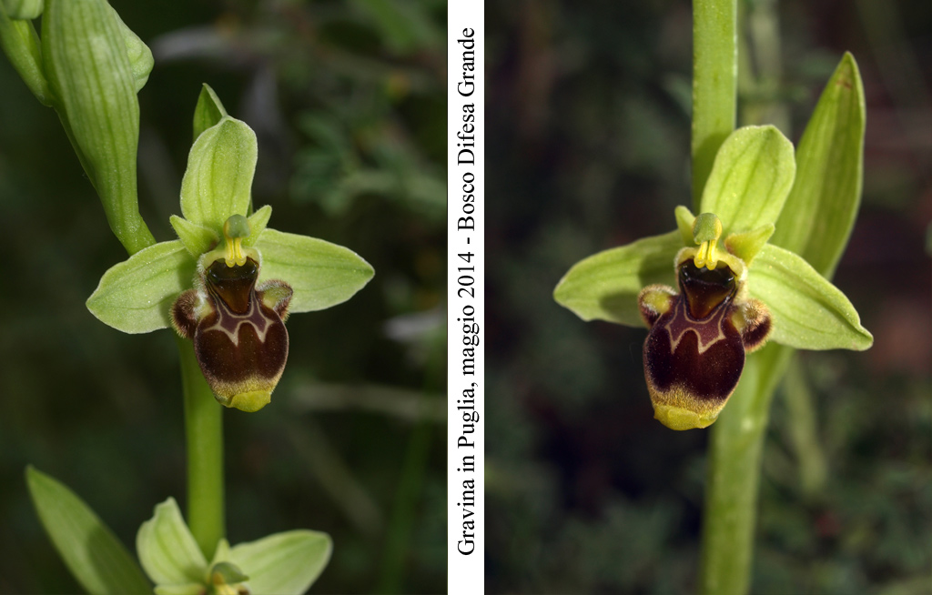 Ophrys-conradiae---7.jpg
