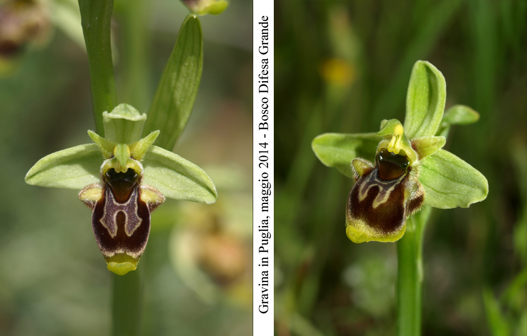 Ophrys-conradiae---6.jpg