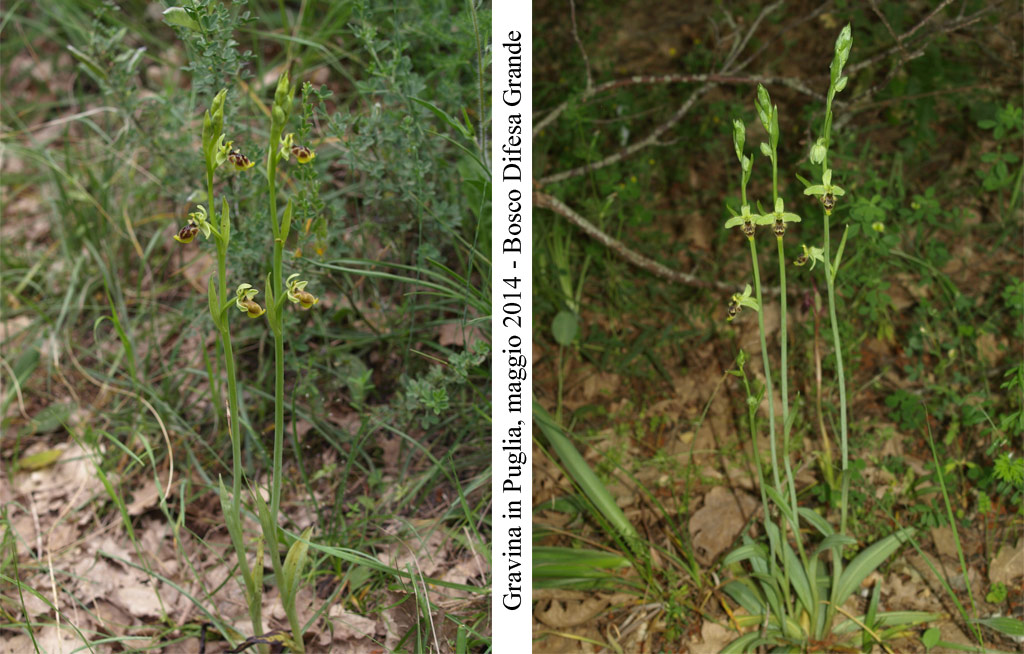 Ophrys-conradiae---2_1.jpg