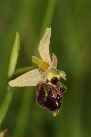 Oph aran sl.x grac. Ortona M. Aq .jpg