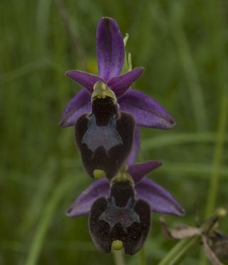 DSC_0104-.jpg