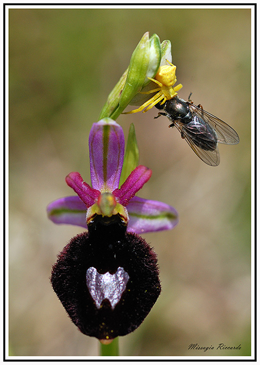 benacensis-copia.jpg