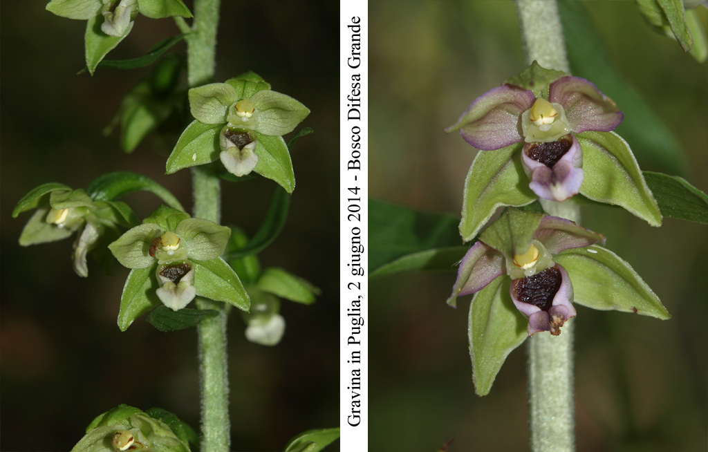Epipactis-helleborine-3.jpg