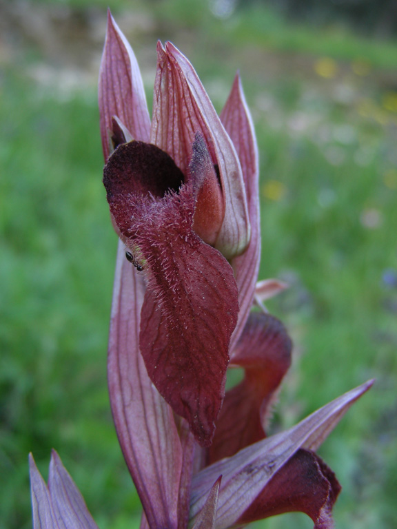 3 Ranzo 04052008.jpg