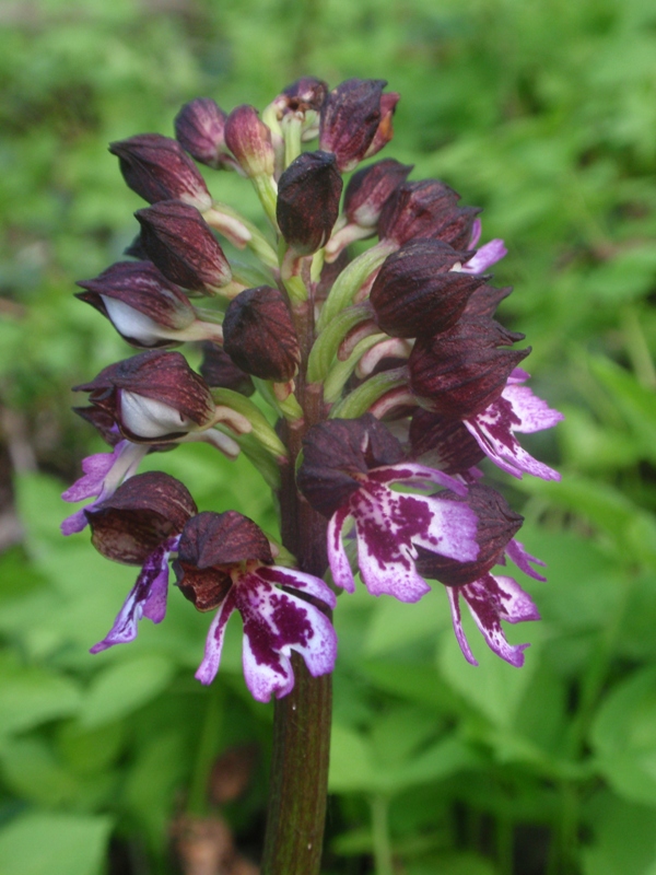 Orchis purpurea 1.JPG