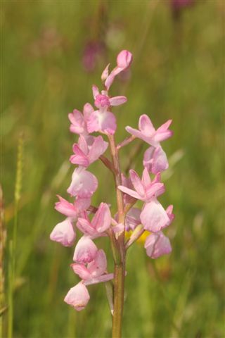 A. laxi. rosa  Pizzone IS.jpg