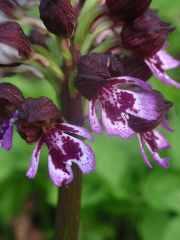 Orchis purpurea 2.JPG