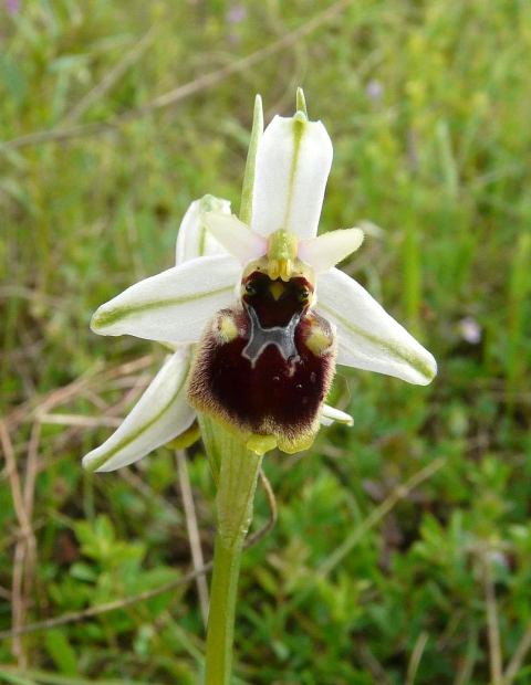 aranifera x dinarica2 ,,,,,,,,boh!.jpg