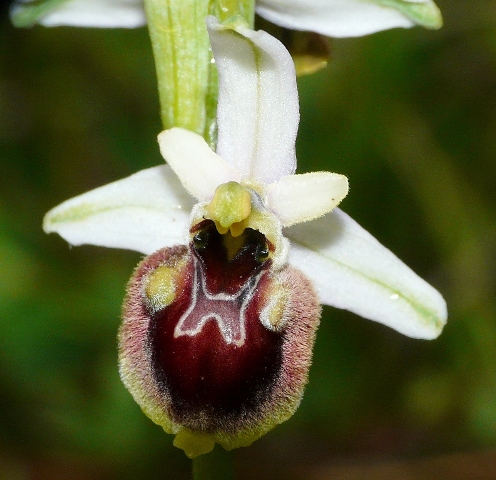 aranifera x dinarica ,,,,,,,,boh!.jpg