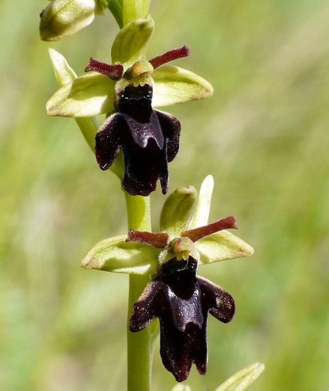 aranifera x insectifera2.jpg