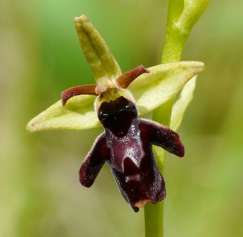 aranifera x insectifera1.jpg