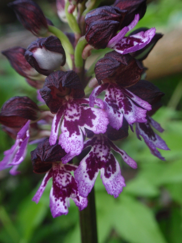 Orchis purpurea 3.JPG