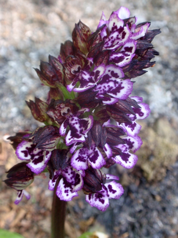 Orchis purpurea 5.JPG