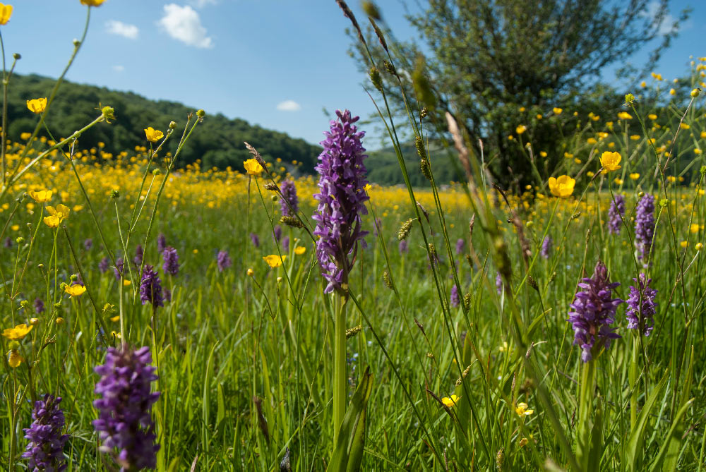 1 Dactylorhiza-incarnata-1.jpg