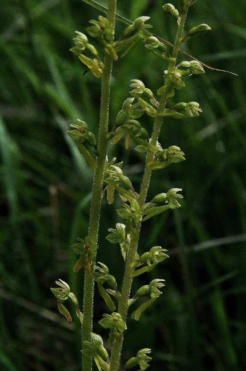 Listera ovata 6226.JPG