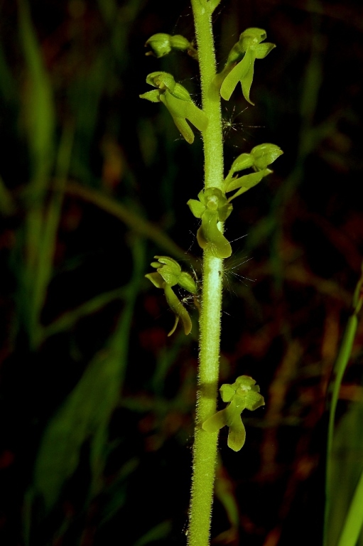 Listera ovata 150.JPG