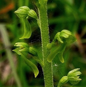 Listera ovata 253 (2) - Copia.JPG