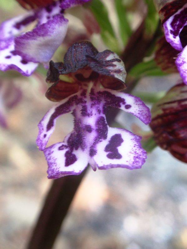 Orchis purpurea 6.JPG