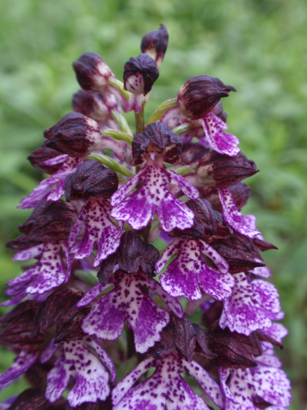 Orchis purpurea 7.JPG
