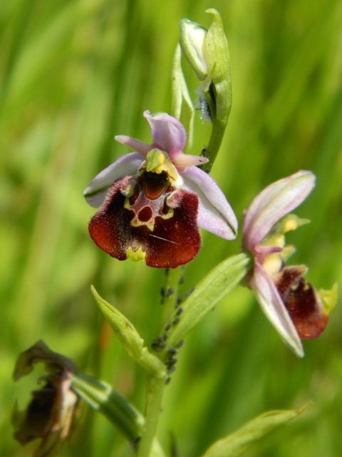 DSCN1060.JPG