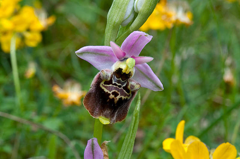 Ophrys-holosericea-subsp-dinarica-341_43_2014.jpg