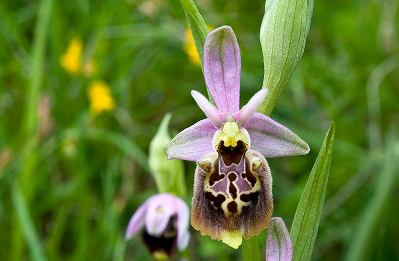 Ophrys-holosericea-subsp-dinarica-330_32_2014.jpg