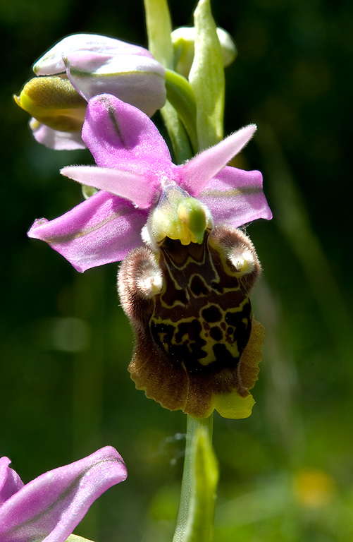 Ophrys-holosericea-subsp-dinarica-875_77_2014.jpg