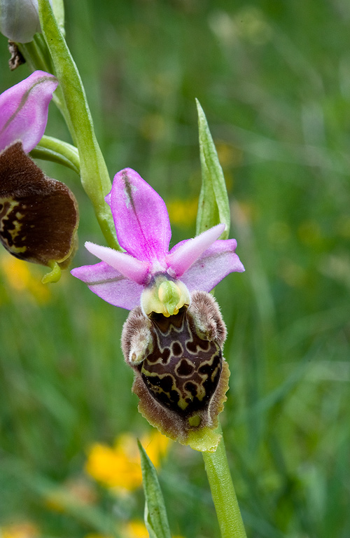 Ophrys-holosericea-subsp-dinarica-352_54_2014.jpg