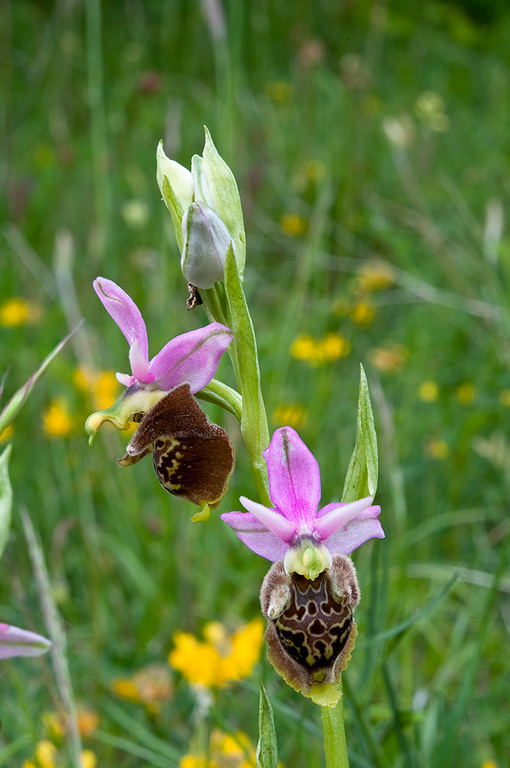 Ophrys-holosericea-subsp-dinarica-350_51_2014.jpg
