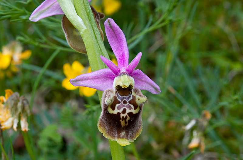 Ophrys-holosericea-subsp-dinarica-370_72_2014.jpg