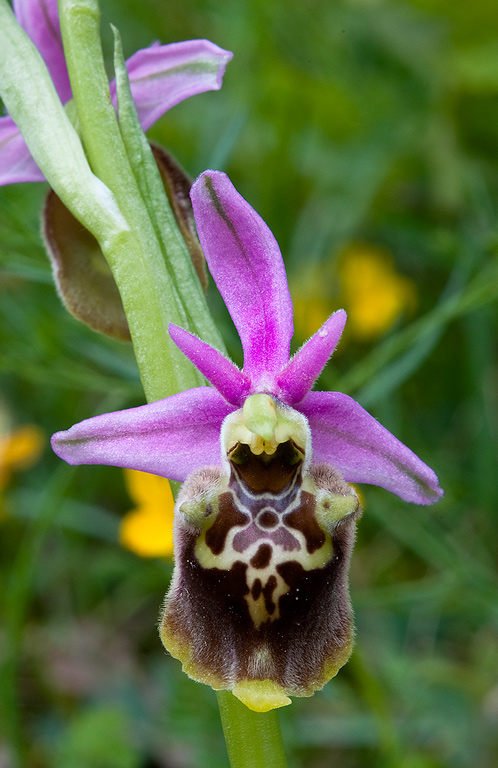 Ophrys-holosericea-subsp-dinarica-366_69_2014.jpg