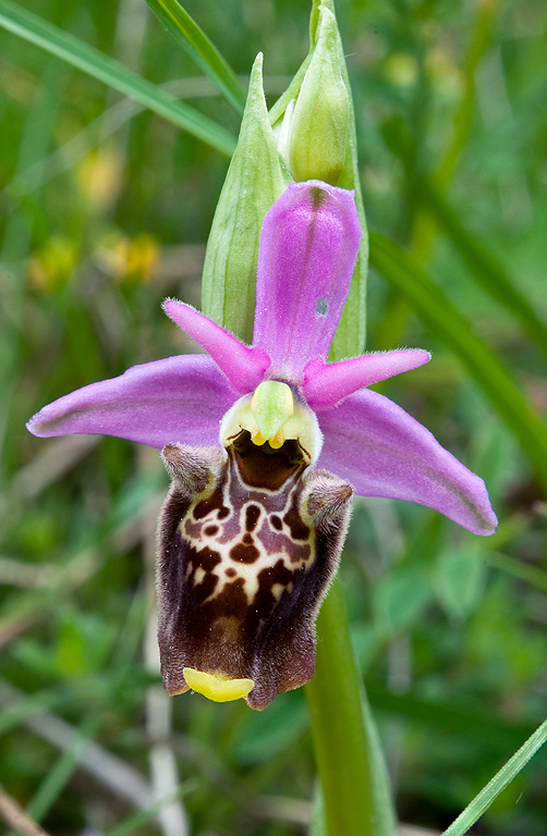 Ophrys-holosericea-subsp-dinarica-355_57_2014.jpg
