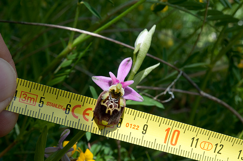 Ophris-holosericea-subsp-dinarica-810_2014.jpg