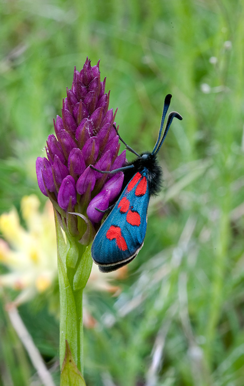 Anacamptis-pyramidalis-573_75_2014.jpg