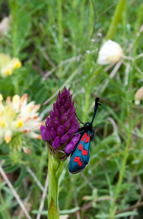 Anacamptis-pyramidalis-570_72_2014.jpg